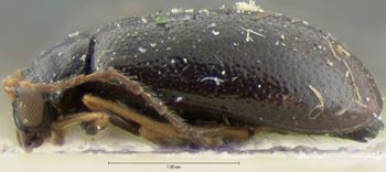 Media type: image; Entomology 18407   Aspect: habitus lateral view